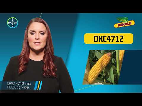 Hibrid KUKURUZA DKC4712, FAO 370 - U nasem ataru