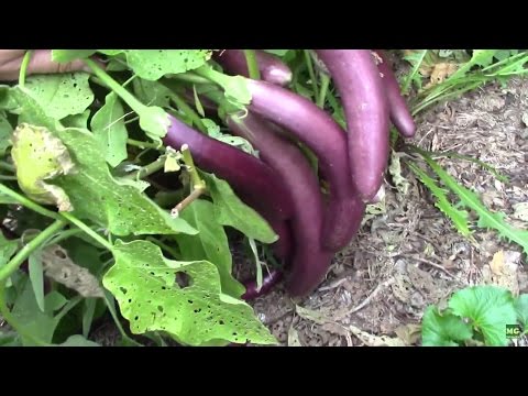 Harvesting Mitoyo Rosita Ping Tung and Little Fingers Eggplants