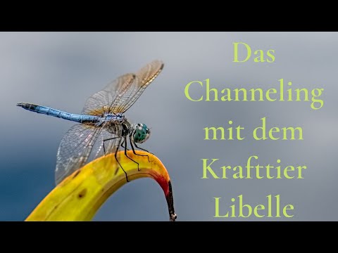 Krafttierchanneling Libelle