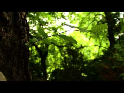 SFANTUL SI MARELE MIR - PAUL SIMON ESPERANDO