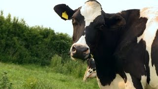 Cup of Tea: It's Time to Back British Farming
