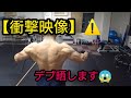 【衝撃映像】デブを晒します 晒して痩せます