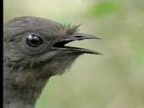 The Amazing Sounds of the Lyrebird