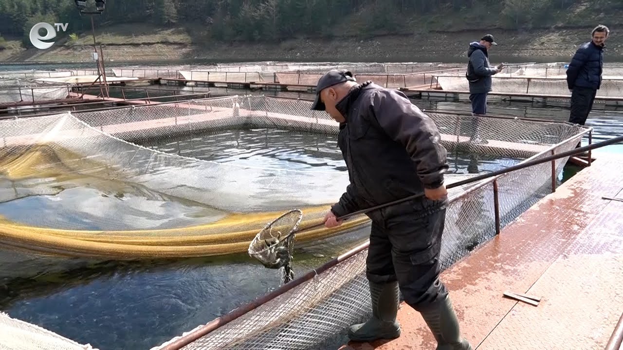 Зарибиха язовир Кърджали с близо 10 000 шарана