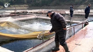 Зарибиха язовир Кърджали с близо 10 000 шарана
