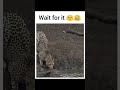 Nayak Nahi Khalnayak Tiger World S Best WhatsApp Status