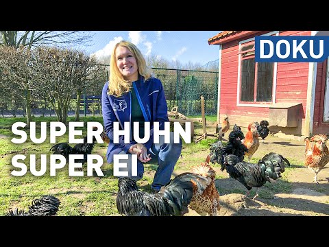 , title : 'Das Hühnerleben - Super Huhn, super Ei | dokus und reportagen'