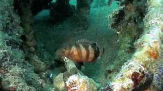 preview picture of video '20070430_Pula_Punta Verudela Scuba Diving'