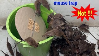 Mouse trap \ Falling into a trap \ The best way to trap mice at home