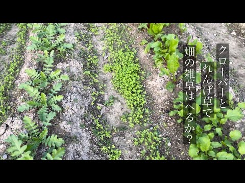 本物の獣医レンゲ 植物