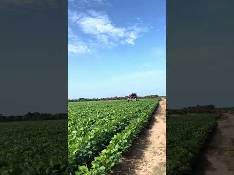 Alta tecnologia de aplicação com o pulverizador PATRIOT 250 Case IH. Faz São Pedro da Água Branca-MA