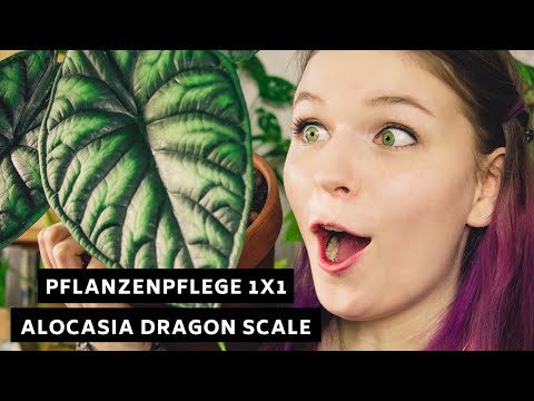 , title : 'Pflanzenpflege 1x1: Alocasia Dragon Scale - Pflege, Standort und mehr!'
