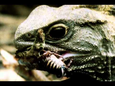 A Tuatara Meal