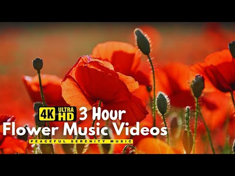 Gentle Blooming of Spring Flowers in 4K - Deep Relaxation to Spring Nature Colors & Sounds