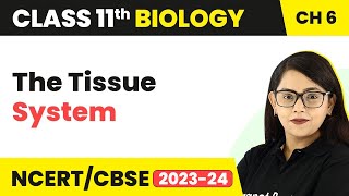 The Tissue System - Anatomy of Flowering Plants I Class 11 Biology