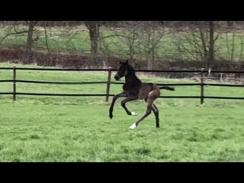 2 Tage alt: Stutfohlen von Jovian x Totilas