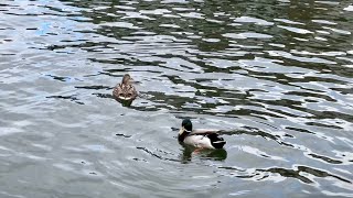 River Cam, Cambridge