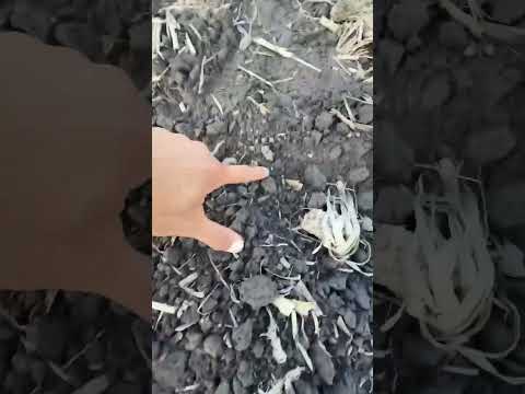 Ataque de torcazas a plantulas de soja en Basail, Chaco #palomas