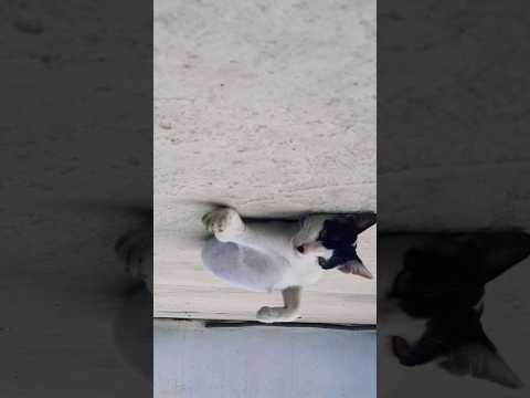 Galat Fahmi Misunderstanding😾😂