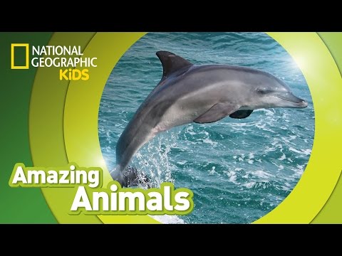 Bottlenose Dolphin 🐬 | Amazing Animals