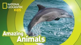 Bottlenose Dolphin 🐬 | AMAZING ANIMALS