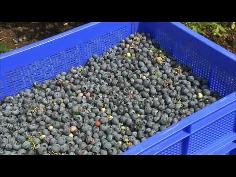 Driessen Blueberries BV - Melderslo