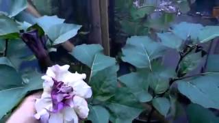 Datura Metel, triple purple and white flowers highly toxic to kids and pets