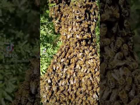 , title : 'Σφήκες vs μέλισσες 🔥'
