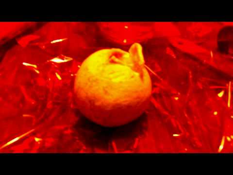 Stop Motion Grapefruit