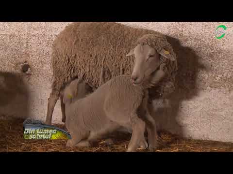 , title : 'Două rase de oi profitabile - Carabașa și Merinos de Palas'