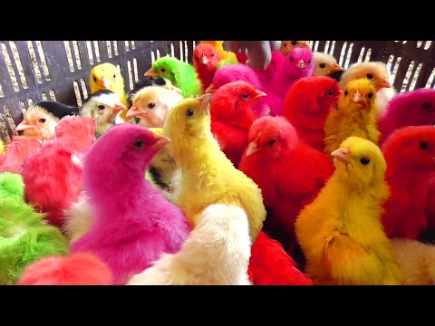Witty Hen Murgi Baby "Chicks Chirping" Sound Colors Gallina Fracas Videos | Fishcutting