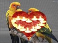 RENE LOVE