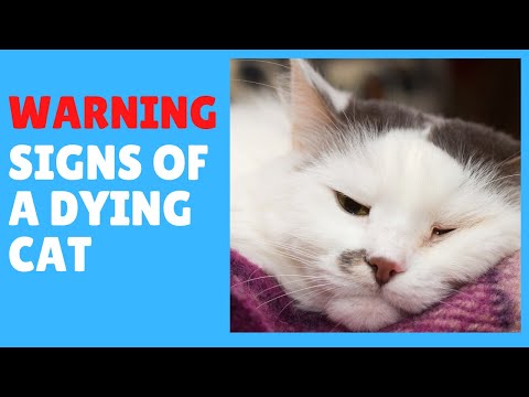 Dying cat signs and symptoms | how to know your cat is near to die | kitten die
