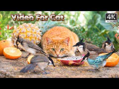 Cat TV for Cats to Watch 😺 The colorful birds’ feast | 3HOURS 4K-HDR