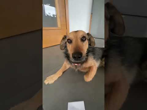 O autoru (Shakespeare - Bauer style)