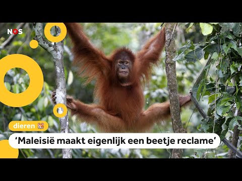 Land geeft orang-oetan als je palmolie van ze koopt