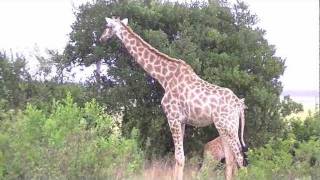 preview picture of video 'Zuid Afrika 3 - Tsitsikamma National Park - Plettenberg Bay Game Reserve'