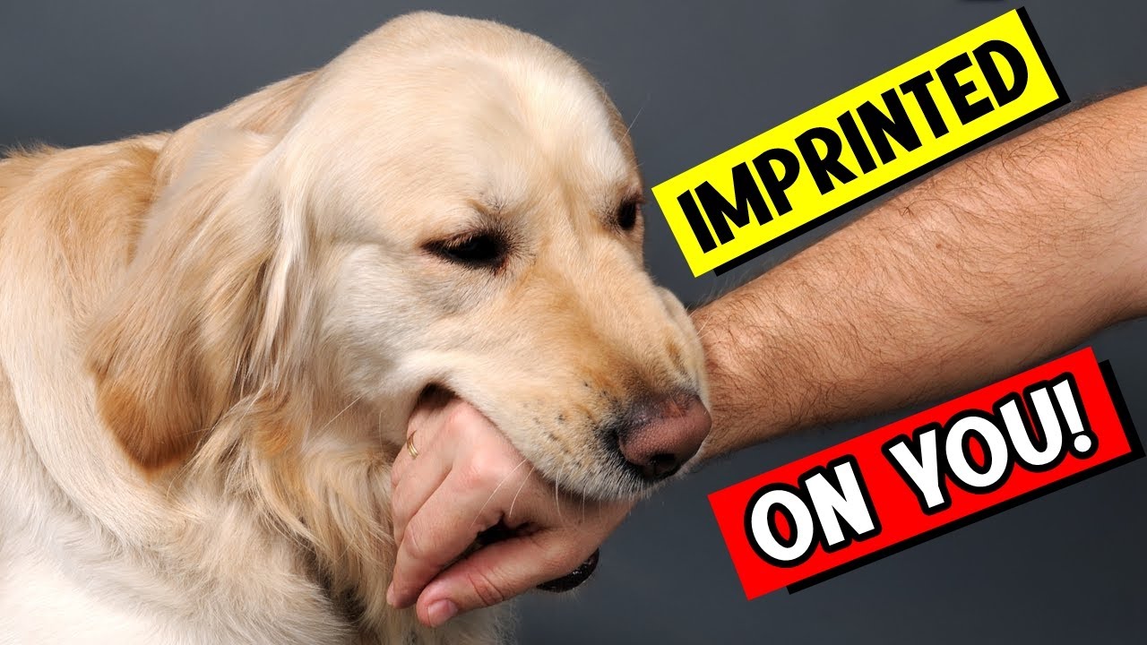 15 Signs That Your Dogs Considers You Their Mother