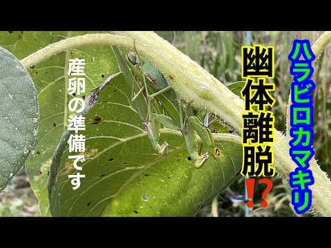低木バラ 'スーベニール ドゥ ラ マルメゾン' 植物