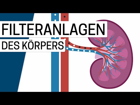 Welche Funktionen haben die Nieren?