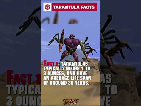 Tarantula Fun Facts with Tarantulas #transformers #beastwars #youtubeshorts