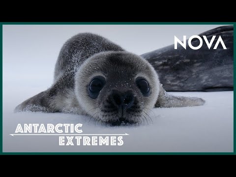 南極洲最可愛的海豹寶寶是如何在南極極端環境中長大的？ (How Antarctica’s Cutest Baby Seals Grow Up I Antarctic Extremes)