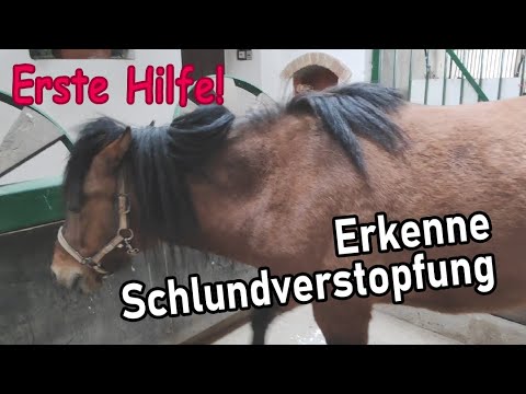 Schlundverstopfung beim Pferd erkennen - weiteres in der Videobeschreibung