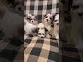 Morkie dogs for sale: Diego - Video 1