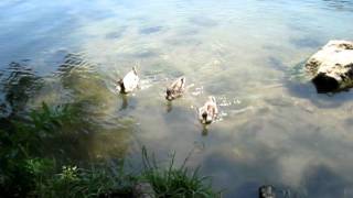 The Bears - Little Blue River (with Uncle Ray)