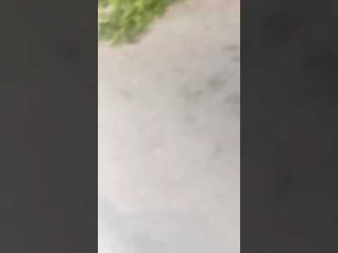 Sosire auto IF09STU etapa Mosna - Triumf