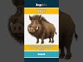 boar - a boar is a male pig, often... video thumbnail