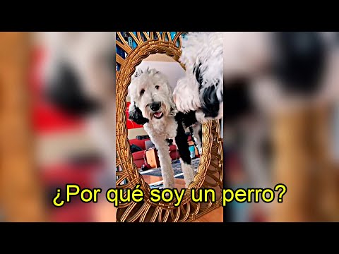 EL PERRO que Aprendió a HABLAR y PREGUNTÓ Algo PERTURBADOR | EL CASO de BUNNY en TikTok