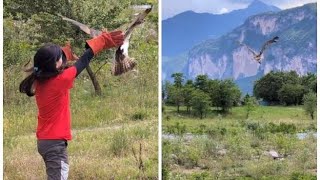 Il falco pescatore ferito a un'ala torna libero dopo le cure: il video del primo volo