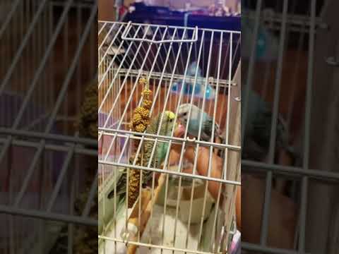 download lagu mp3 mp4 Coco And Vanilla, download lagu Coco And Vanilla gratis, unduh video klip Coco And Vanilla